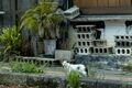 宮古島の島猫散歩におすすめ！  漲水御嶽エリア、白猫に導かれ日本最南端の神社へ【琉球島猫百景 vol.19「創造神話の聖地に棲まう白猫族」沖縄県宮古島】の画像008