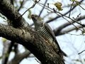 「葉のない秋の桜には虫が100匹いる」 桜の葉を食べる幼虫の正体とは？【あなたのすぐそばにいる「季節の虫」の探し方 vol.10】の画像004