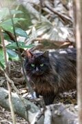 「さくらねこ」を知っていますか？　3月22日は「さくらねこの日」です【琉球島猫百景 vol.07】の画像004