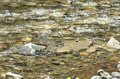 初夏の渓に響く歌声・心地いいソプラノの正体は？ 業界イチの歌唱力！ 甘い声でメスを誘うカジカガエル  2022年6月の画像003
