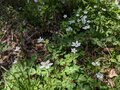 穴場の里山「足が進まない登山」とは！？ 春の妖精「ニリンソウ」大群落ロード＆太平洋の絶景！ 蔵王連峰の東「青麻山」登頂レポの画像001