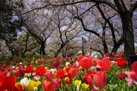 「浮間公園」桜とチューリップの豪華コラボは”東京の春”を鮮やかに彩る【東京都・板橋区】