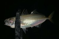 夏が狙い目！ トレンドの釣り「アジング」で釣果を左右する最重要アイテム「ワームの選び方」 のポイントとは？
