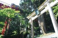 意外と知らない「武蔵御嶽神社」表参道の魅力！ 樹齢300年「巨大スギ並木」とまさかの「下から見る」ケーブルカー「御岳山」登山レポ！【動画あり】