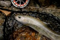 【渓流釣り】想像以上の減水でシビアな反応「重箱の隅をつつくように誘って、ようやく引っ張り出した奥飛騨のイワナ」  岐阜県｜2026年