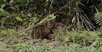 2.22（にゃんにゃんにゃんの日）世界自然遺産、太古から島に息づくキングオブ島猫「ヤママヤー」【琉球島猫百景〈特別編〉沖縄県・西表島】