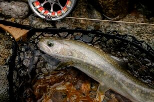【渓流釣り】想像以上の減水でシビアな反応「重箱の隅をつつくように誘って、ようやく引っ張り出した奥飛騨のイワナ」  岐阜県｜2026年