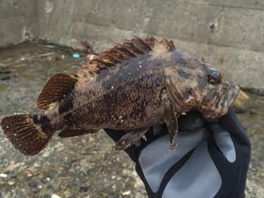 2ページ目 カサゴとアイナメ に激似の魚とは 判別困難な 冬釣り の風物詩 根魚 の奥深い世界とは アクティビティ ニュース Bravo Mountain