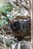 「さくらねこ」を知っていますか？　3月22日は「さくらねこの日」です【琉球島猫百景 vol.07】の画像004