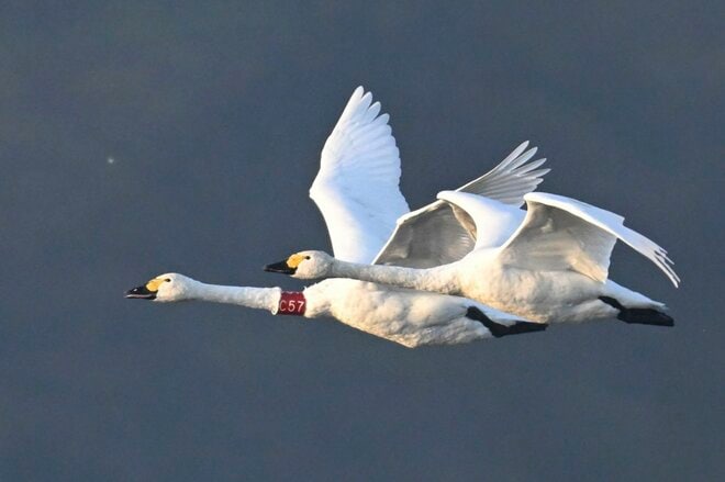 圧巻！ 城下町 鶴岡で色鮮やかに輝く里山をバックに4,000羽のハクチョウが空を舞う「地球温暖化で生まれた水鳥の楽園」を訪ねる 【山形県】2025年の画像007