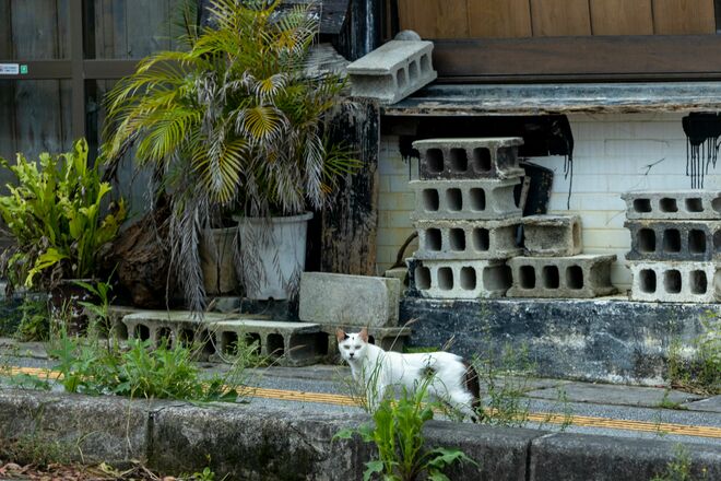 宮古島の島猫散歩におすすめ！  漲水御嶽エリア、白猫に導かれ日本最南端の神社へ【琉球島猫百景 vol.19「創造神話の聖地に棲まう白猫族」沖縄県宮古島】の画像008