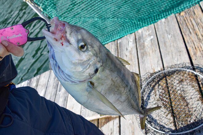 画像 写真 マダイ シマアジら高級魚も 釣り師の竜宮城 海上釣り堀 攻略法 釣果へのカギは エサの種類 と タナ合わせ 合計4枚 アクティビティ ニュース Bravo Mountain