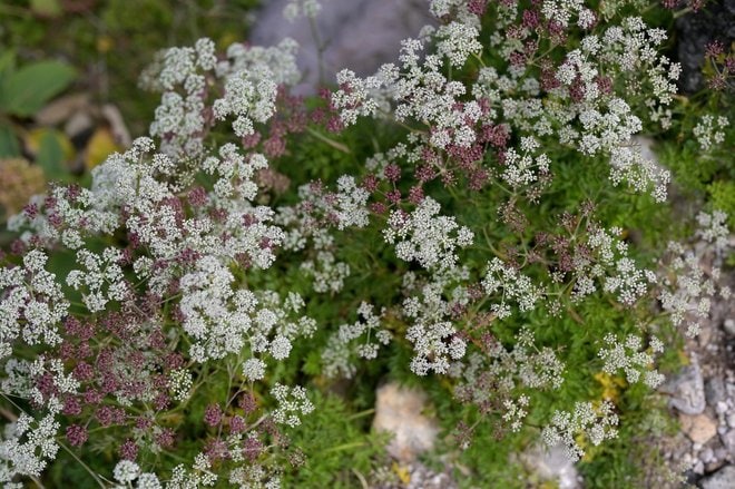 1時間で登れる「日本百名山」那須岳の花はすっかり「秋の気配」の画像002