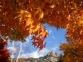 秋登山で狙いたい「アクセス良好」「紅葉の名所」の百名山！ 山梨県・瑞牆山「黄金と緑」強烈コントラストの異次元魅力の画像007