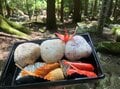 ナメてはいけない「世界遺産」熊野古道トレッキング！  険しい「行程・トイレ・日没」＆「人情グルメ」女性ライター登山レポの画像002