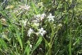まさに高山植物の宝庫！  花の百名山「栗駒山」紅葉だけじゃない「初夏の魅力」フラワートレッキングの画像005