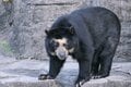 【クマを知る】「山であいたくない動物」のトップ！  クマ科の8種類を分類してみようの画像007