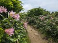 絶景の縦走路＆山頂パノラマ！ 百名山「大朝日岳」残雪「ゼブラ柄」と満開「ヒメサユリ」の彩り！ 1泊2日・東北「登山レポ」の画像001