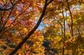 【松川渓谷】紅葉に彩られた赤い橋 “高井橋” から見る絶景！ 信州高山温泉郷・上信越国立公園 2022年の画像010