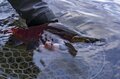 紅葉真っ盛り！  北海道・屈斜路湖でヒメマス（ベニザケ）釣りが人気【2021年・秋】の画像003
