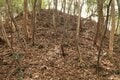 次々に現れる切岸に驚きの連続！  大勢力のはざまで揺れた小豪族の宿命　石見国・松山城〈前編〉（島根県江津市）【戦国の山城を攻める vol.03】の画像009