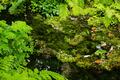 石川県の難読山「白兀山」！泉の色が変化する「三色泉」と多様な植物・生物にあふれた「新・花の百名山」に登るの画像001
