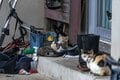 「小満芒種（スーマンボース）の猫島散歩」あちこちに聖地や御嶽が点在する特別な島の猫たちは、沖縄の神々と連絡を取り合っているのか……【琉球島猫百景 vol.15／沖縄県南城市知念】の画像003