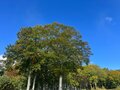 今週末の紅葉見るならどこ？  名所＆人気スポットから最新情報をお届け「WEEKLY紅葉ニュース」【2023年10月第2週】の画像009