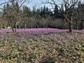 まるで、敷きつめられた「薄紫色のじゅうたん」カタクリ群生の絶景！　広さ「東京ドーム4個分」＆レア種「大株＆純白」 秋田県仙北市「かたくり群生の郷」レポの画像001
