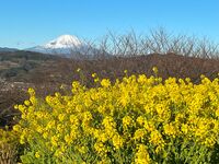 “駅チカ”お手軽ハイキング【360度の大展望】聳える富士山と輝く湘南の海！ 菜の花は「今が見頃」吾妻山へ！ 神奈川県・2024年