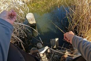 大きいのはNG！ “世界最小の釣り物”「タナゴ」釣り！ あこがれの魚体「1円玉サイズ」狙いの釣果とは！？ 都心から90分「激アツ」現地レポ