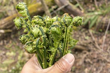 山菜採り】まるで宝探し！ 初心者から楽しめる春の味「コゴミ」 〈長野