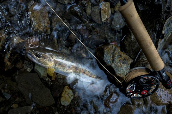 【渓流釣り】飛騨の春、桜とヤマメとイワナを愛でながら里川でフライフィッシング！  岐阜県｜2026年の画像007