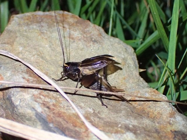 キャンプは好きだけど、カエルにコオロギ… 実は小さな「生き物」が苦手！  そんなアナタの心境が変化する？「鳴き声＆習性」の面白エピソード3選の画像001