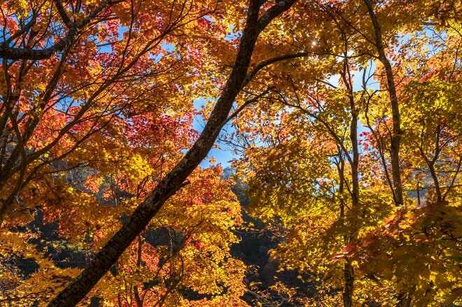 【松川渓谷】紅葉に彩られた赤い橋 “高井橋” から見る絶景！ 信州高山温泉郷・上信越国立公園 2022年の画像010