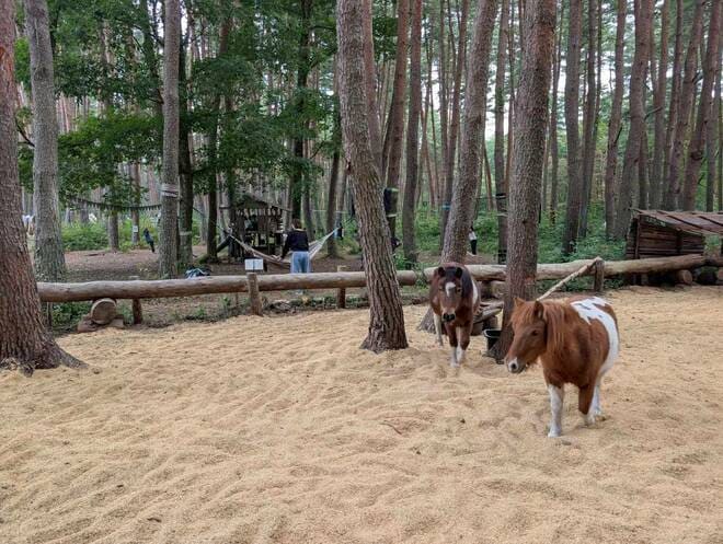 【混み具合や使い勝手は？】キャンプ場予約サイト「なっぷ」で人気のキャンプ場・山梨県北杜市「FOLKWOOD VILLAGE 八ヶ岳」へ！  10月三連休キャンプレポートの画像009