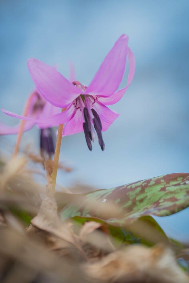 【ハイカー女子のレポ】雪解けの奇跡に出会う山へ！  角田山で出会う雪割草とカタクリ春　新潟県｜2026年の画像008