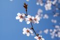 まだ間に合う「首都圏近郊のお花見登山ルート」GWにもおすすめな西丹沢・畦ヶ丸山の開花状況の画像001