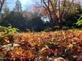 ＜落ち葉はここまで片付けるのが正解＞焚き火シーズン突入「着火前に」まずすべきこととは？【焚き火の話vol.25】の画像003