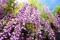 「藤の花」が降りそそぐ絶景「亀戸天神」紫に染まる雅な藤の名所は浮世絵の世界を今もなお残す【東京都 江東区】の画像005