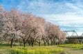 【ゴールデンウィーク直前】北信濃・春の絶景スポット4選！  「雪国にも遅い春がやってくる」千曲川の情緒あふれる花の景色 2022年・長野県の画像003