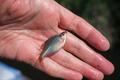 「今はあまり釣れませんよ…」 先客の “置き土産” がまさかの結果に！？  初夏の「タナゴ釣り」 都心からアクセス90分「千葉県・野田幸手園」 現地レポ！の画像007