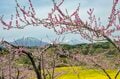 【ゴールデンウィーク・お花見】まさに桃源郷！ ピンクに染まる桃畑と北信五岳の絶景が広がる「丹霞郷」が見頃  2022年の画像006