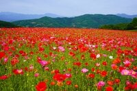 「天空のポピー」彩の国を彩る絶景はまさに楽園【埼玉県・東秩父村/皆野町/長瀞町】