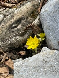 早春に咲くフクジュソウ群落を求めて！ 花の百名山　藤原岳〈三重県・滋賀県〉