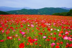「天空のポピー」彩の国を彩る絶景はまさに楽園【埼玉県・東秩父村/皆野町/長瀞町】