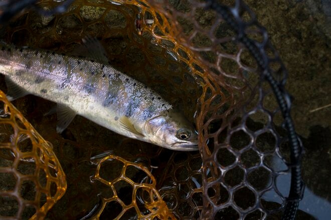 【渓流釣り】新緑の季節、美しい渓は水生昆虫たちのパラダイスだった！  “フライフィッシング”  栃木県｜2026年の画像006
