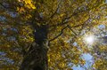 【紅葉＆登山】一面が黄色に染まるブナの原生林！ 紅葉真っ盛り！ 錦秋のトレイルを歩く中西山トレッキング 長野県長野市鬼無里・2023年の画像006