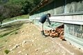 標高1,100mの農場で鶏を“平飼い”放牧！ 本当においしい卵は心身ともに健康で元気な鶏から産まれる！「やまなしアニマルウェルフェア認証制度」取材ルポ【山梨県 2022】の画像013