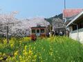 絶景！ 房総の「桜＆菜の花」に包まれる「いすみ鉄道」春ドライブで訪れたい「とっておき撮影スポット」3選の画像003